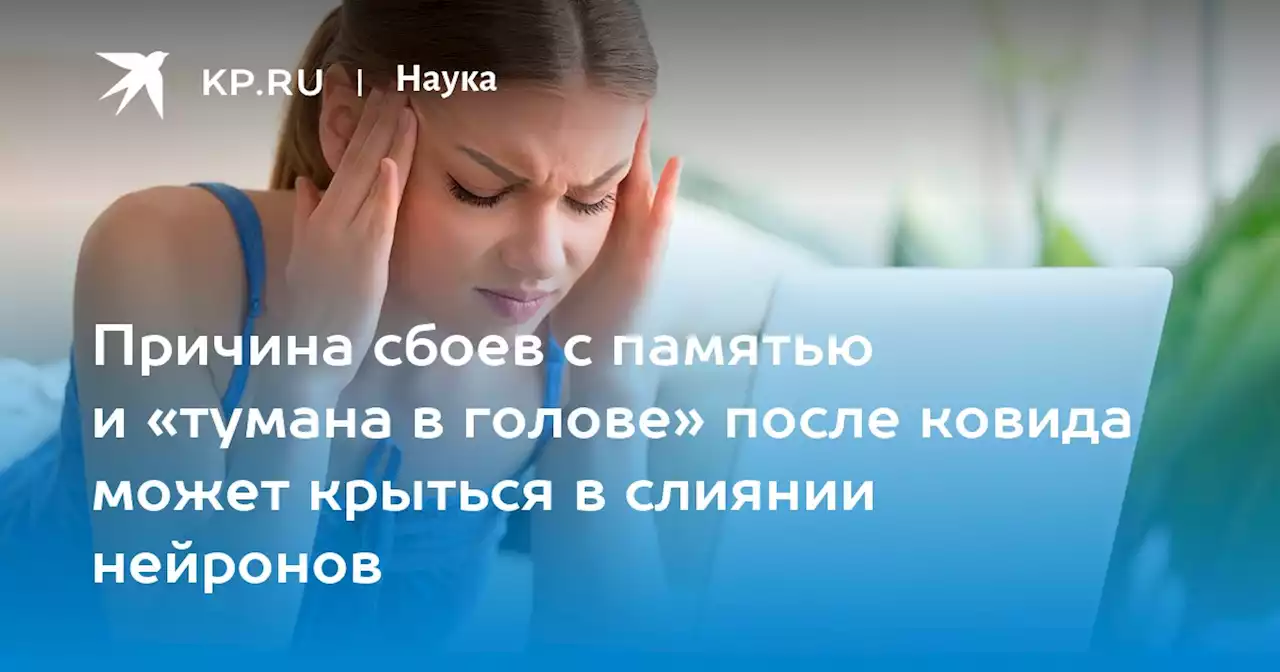 Причина сбоев с памятью и «тумана в голове» после ковида может крыться в слиянии нейронов