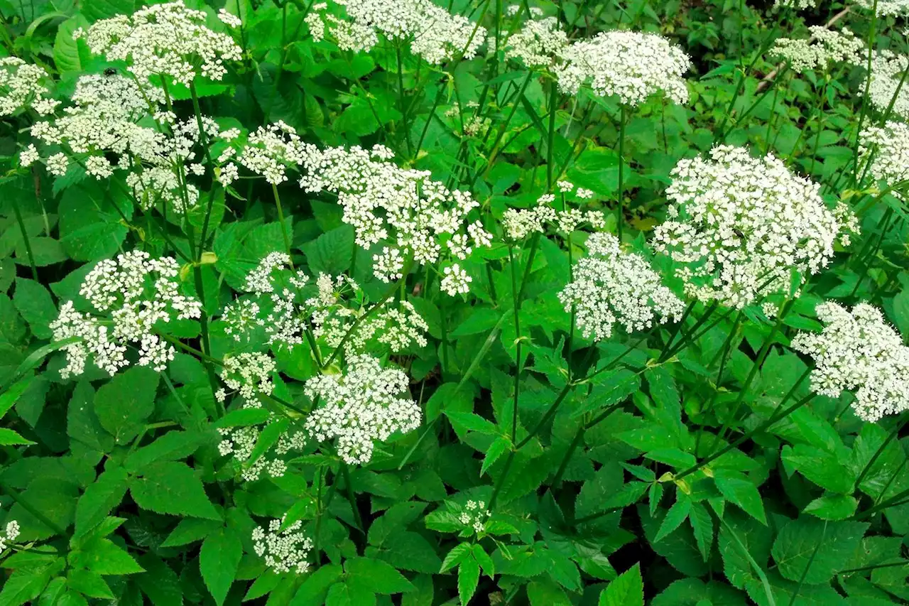 Herbes comestibles : un tapis de plantes gourmandes