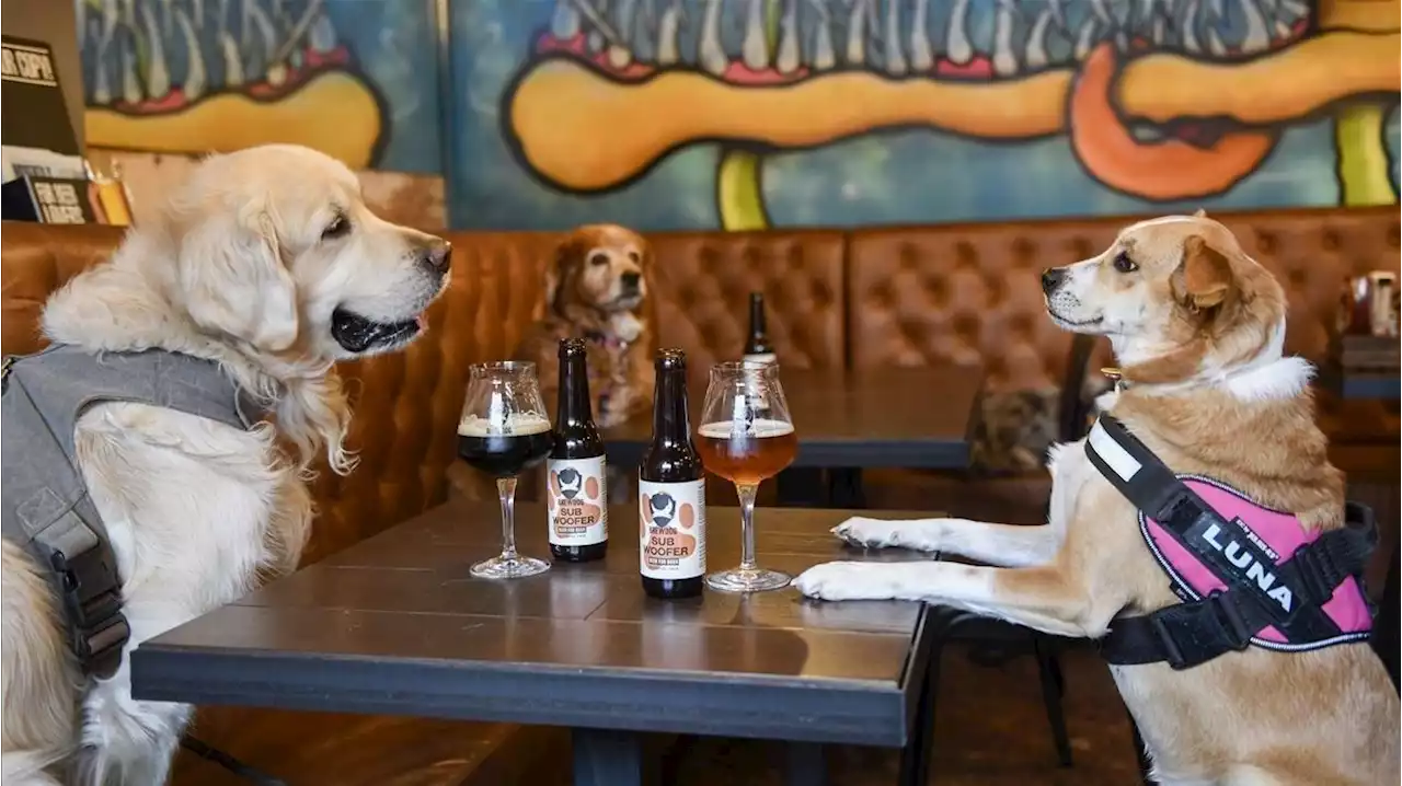 Cervezas para perros se viralizan ante ola de calor