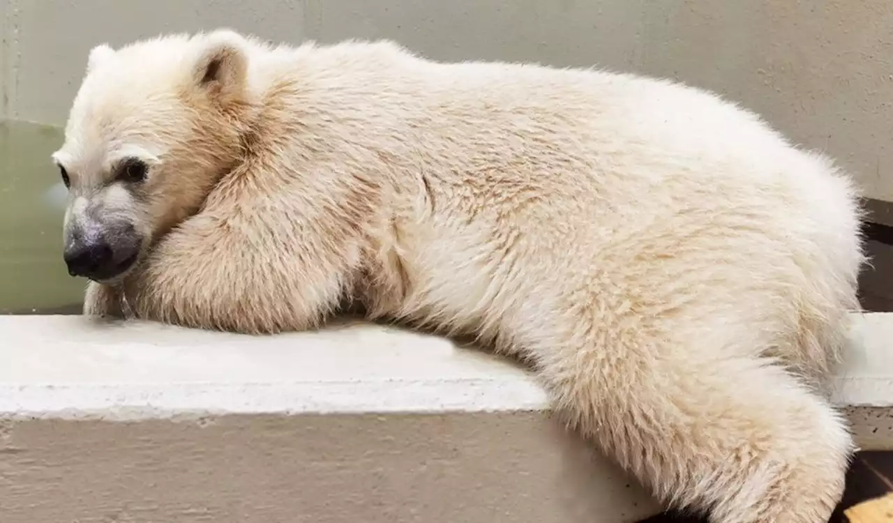 Arkto-Meter: Tierpark-Hagenbeck sucht mit seinen Besuchern Namen für Eisbärin