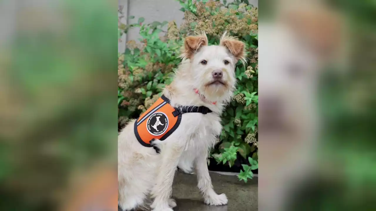 Operation Kindness shelter dogs may be trained as service animals under new program