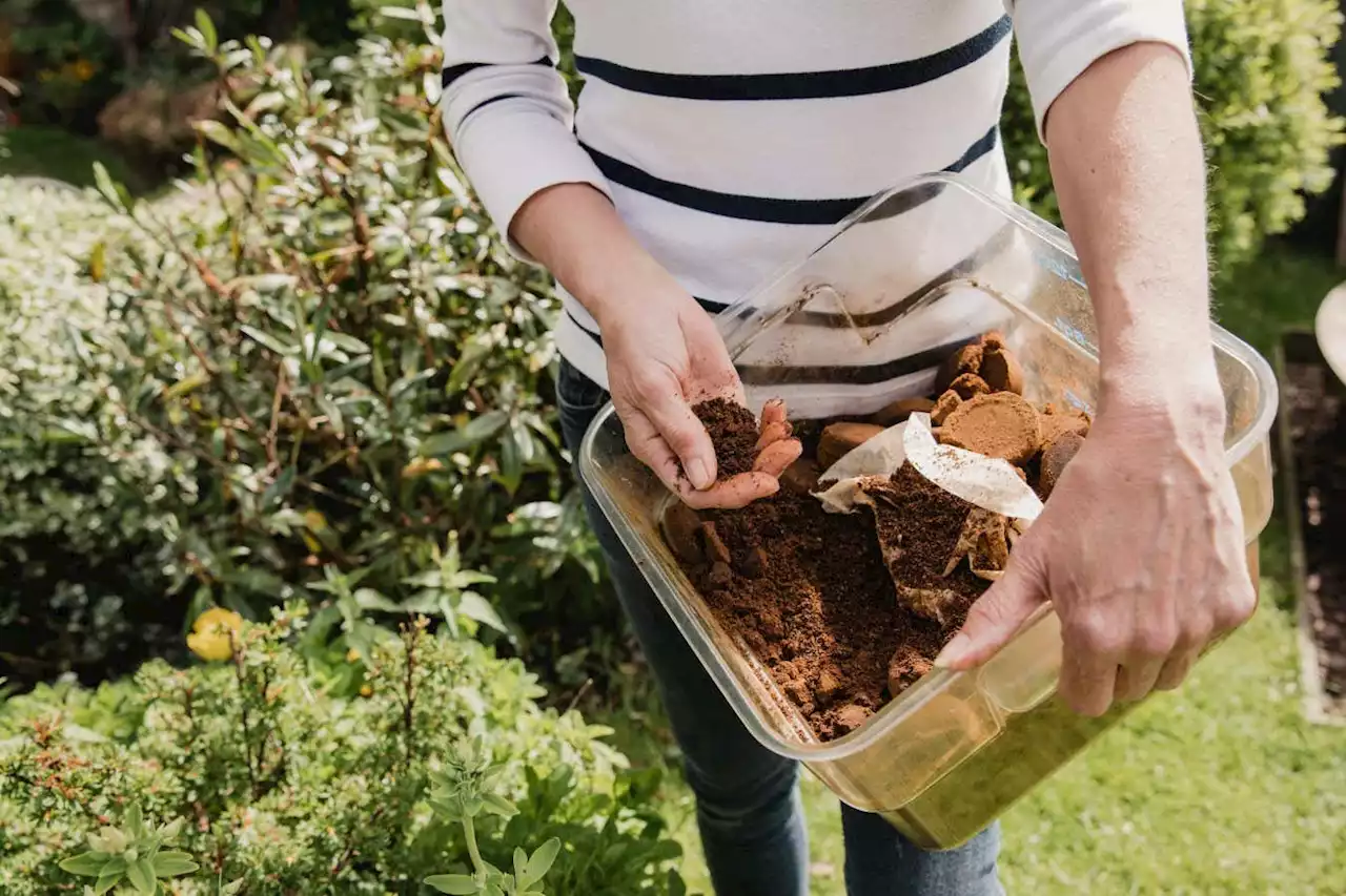 Why used coffee grounds may be doing your plants more harm than good