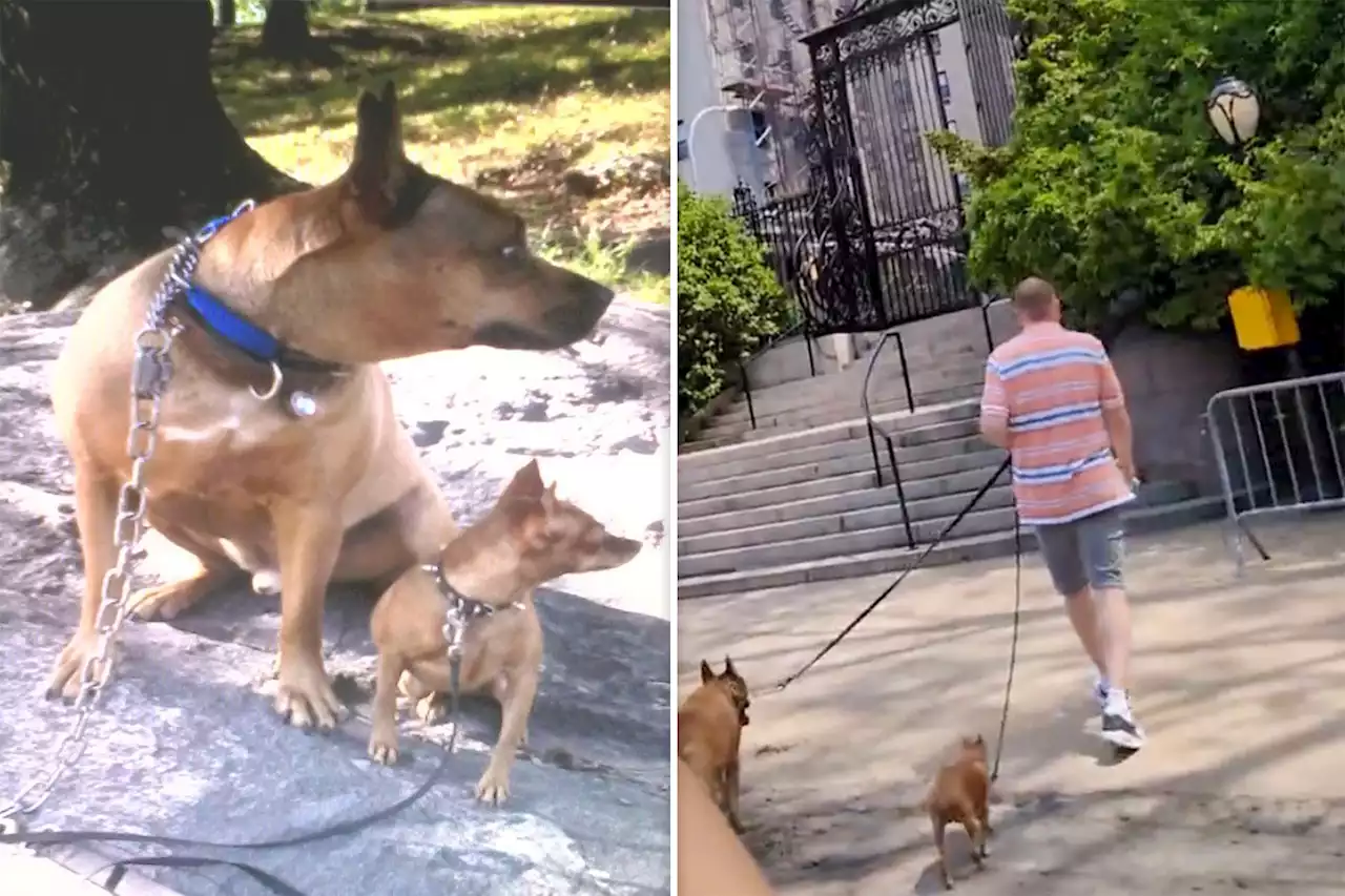 Fatal Central Park dog stabbing was sparked by unleashed pit bulls: sources