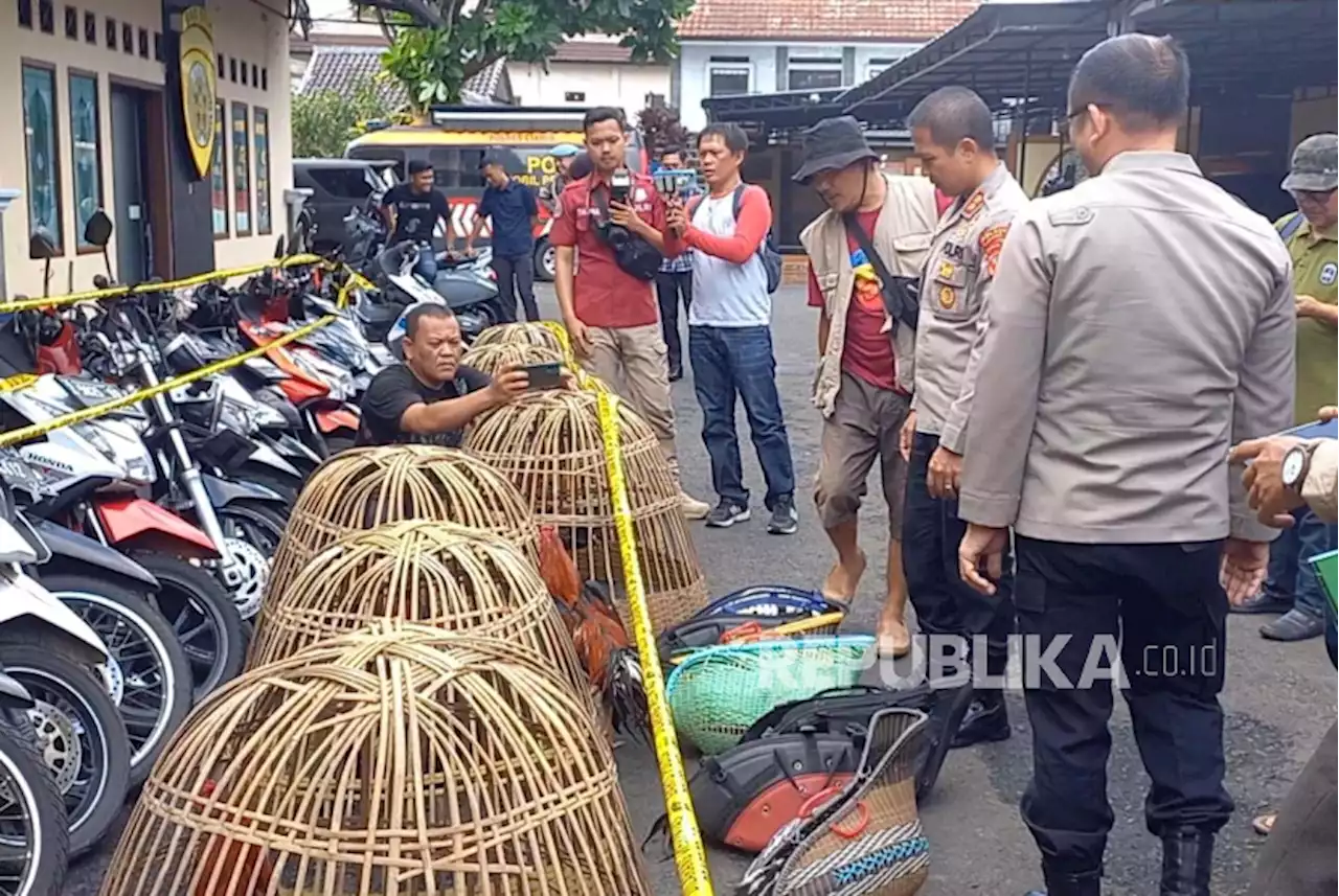 Gelar Sabung Ayam, Puluhan Warga di Ciamis Digerebek Polisi |Republika Online