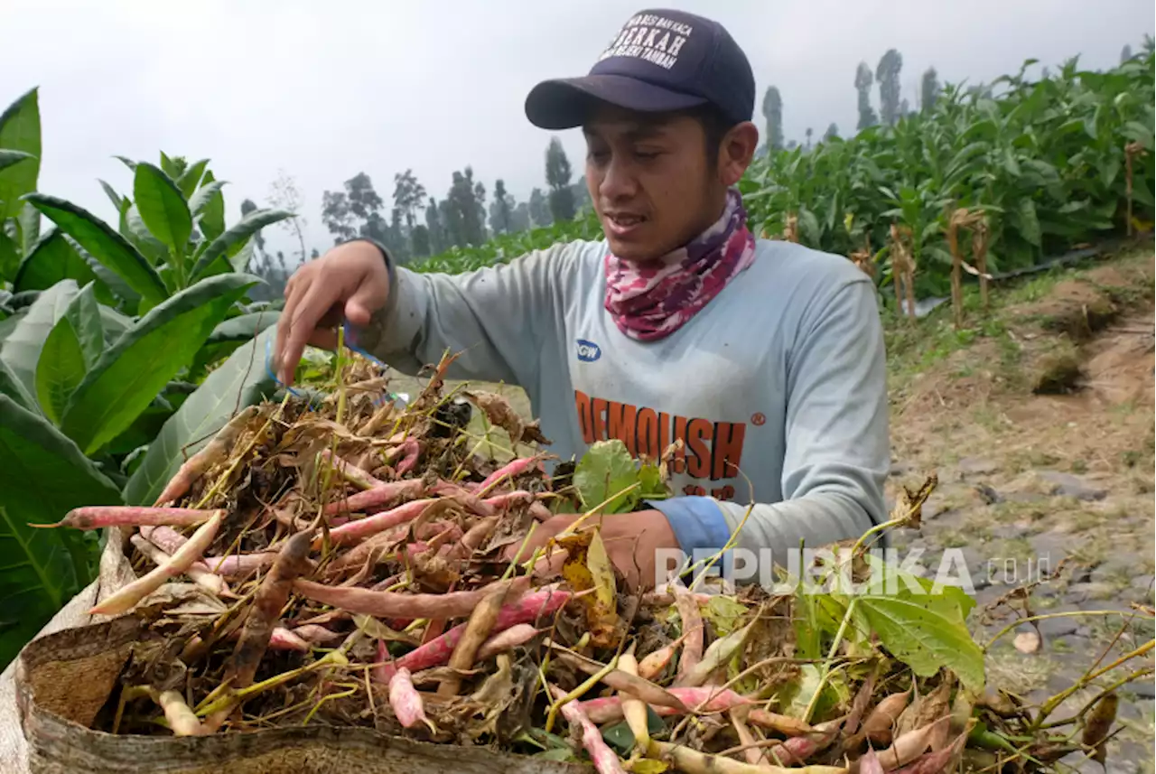 Petani Temanggung Diimbau Tanam Kacang-kacangan Saat Kemarau |Republika Online