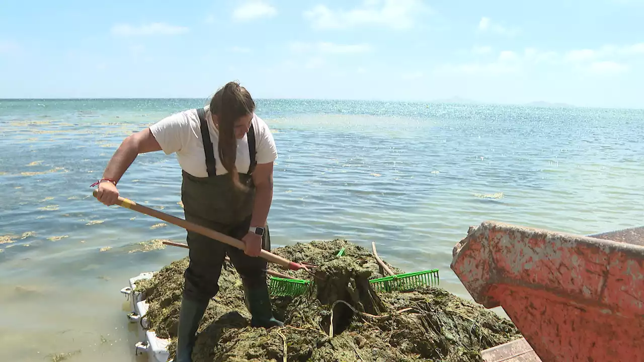 El Mar Menor se recupera lentamente tras el colapso