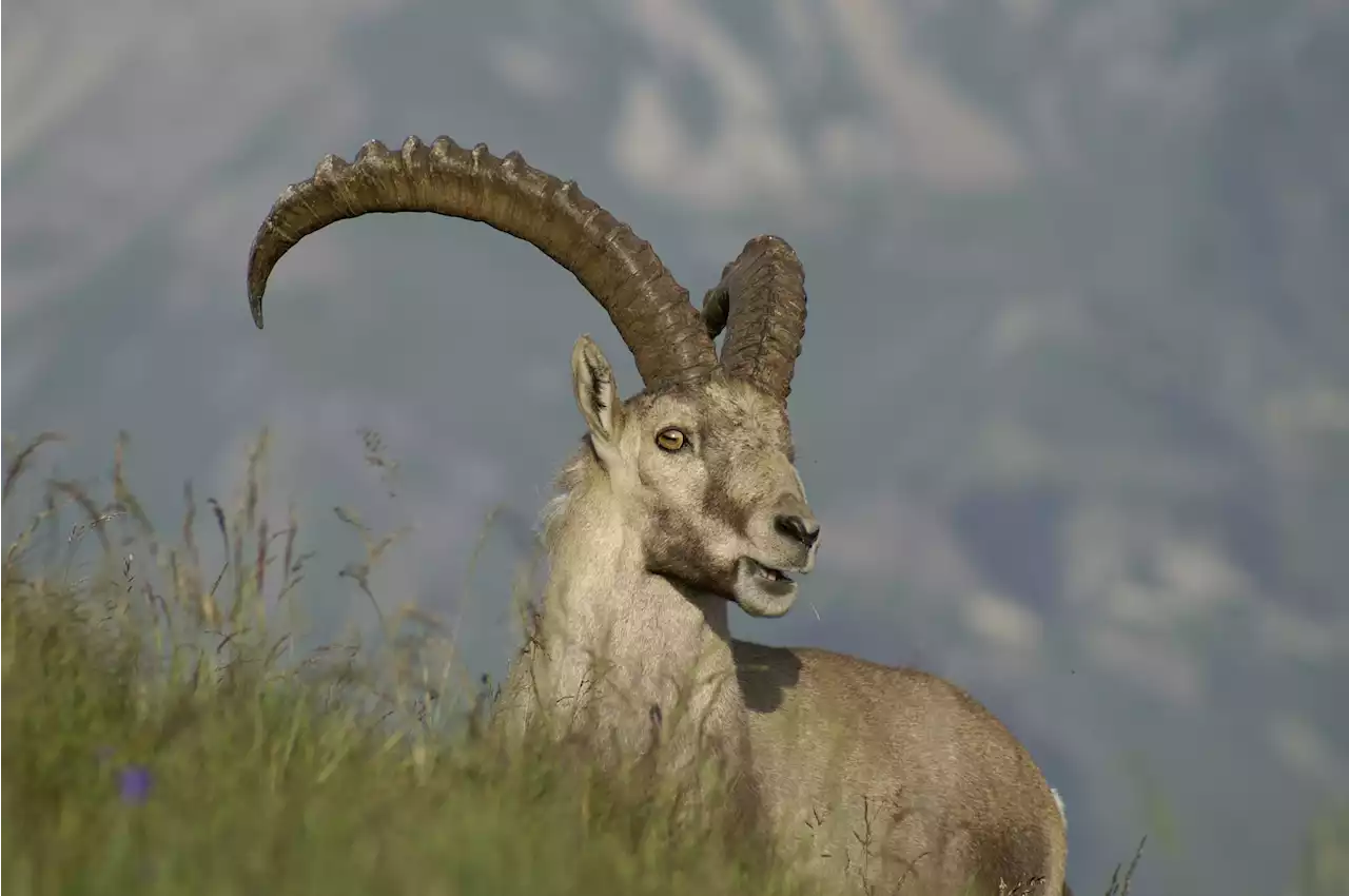 Wieder Feuer frei für ausländische Steinbock-Jäger - Schweizer Bauer