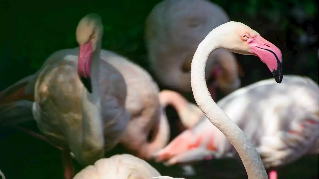 Sturm und Geflügelpest zogen an ihm vorbei: Flamingo Ingo wird 75 – und ist Berlins ältester Zoo-Bewohner