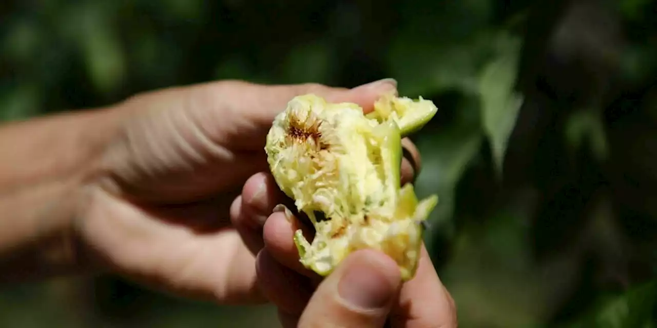 Marmelade aus Kroatien: Im Garten, wo alles begann