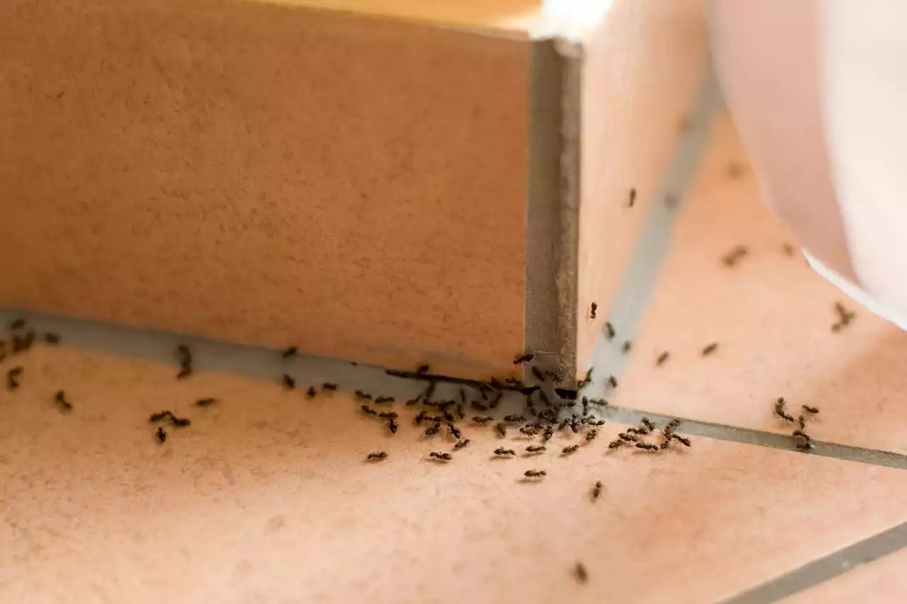 Cleaning pro reveals surprising 65p trick - it will sort ant problem this summer