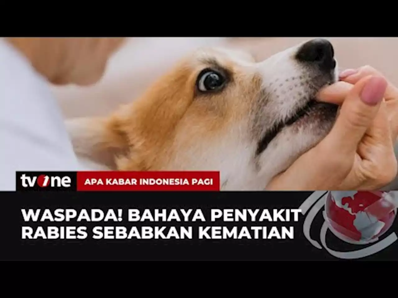 Rabies Menyebabkan Kematian, Pahami Pertolongan Pertamanya - tvOne