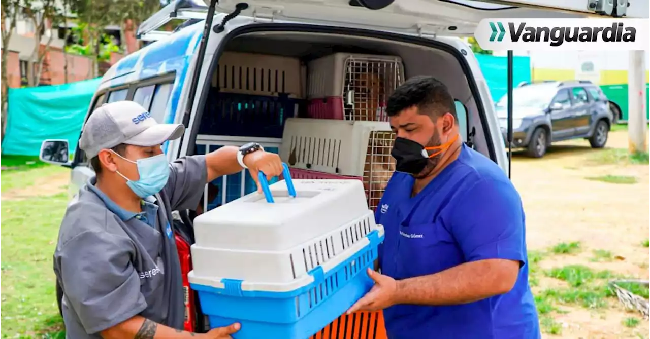 Escuadrón de rescate animal ha salvado a más de mil mascotas en Bucaramanga