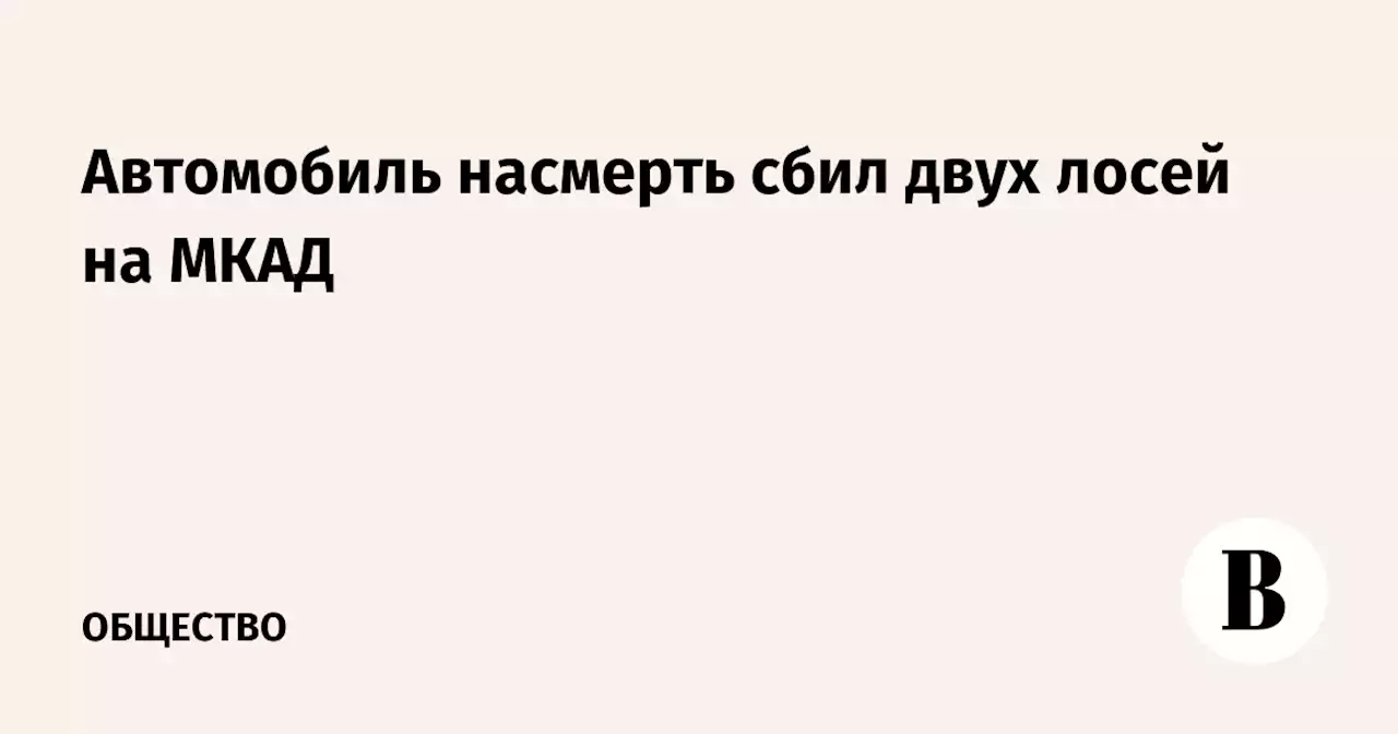 Автомобиль насмерть сбил двух лосей на МКАД