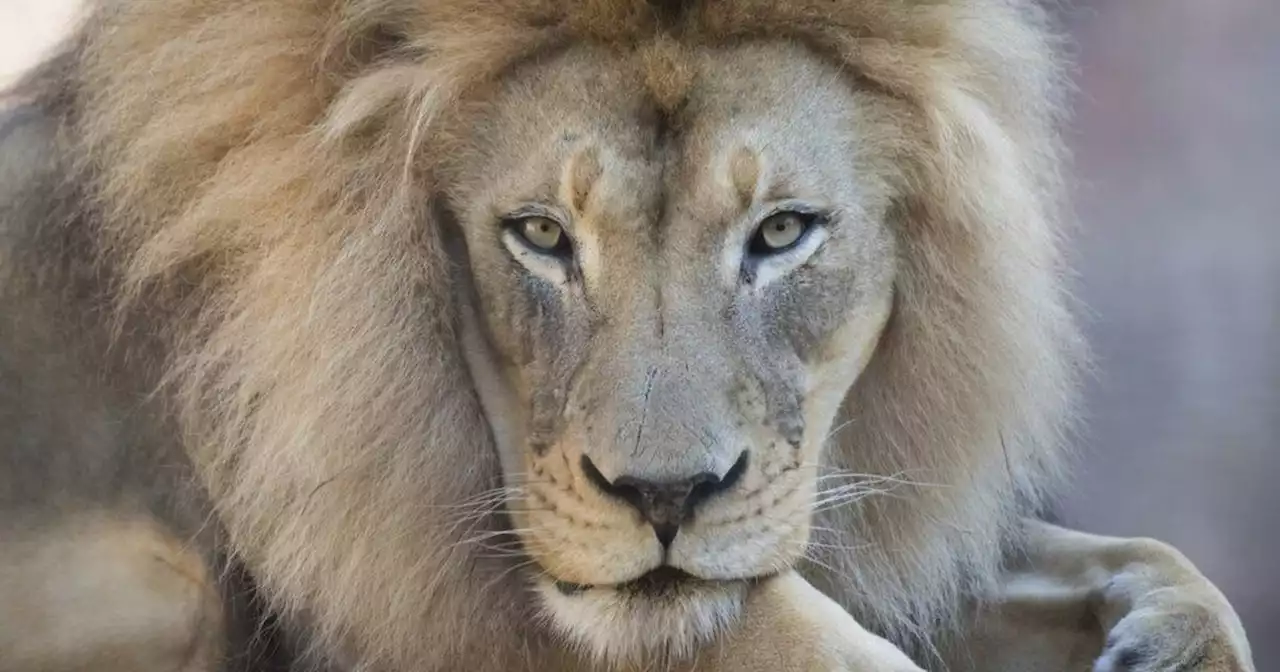 Kamau, 'charismatic and iconic' African lion at California's Sacramento Zoo, dies at 16