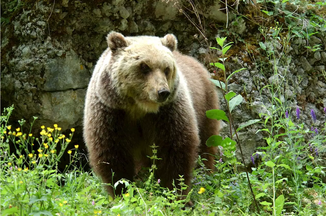 Albosaggia, si trovano l'orso a 100 metri: attimi di paura per una famiglia