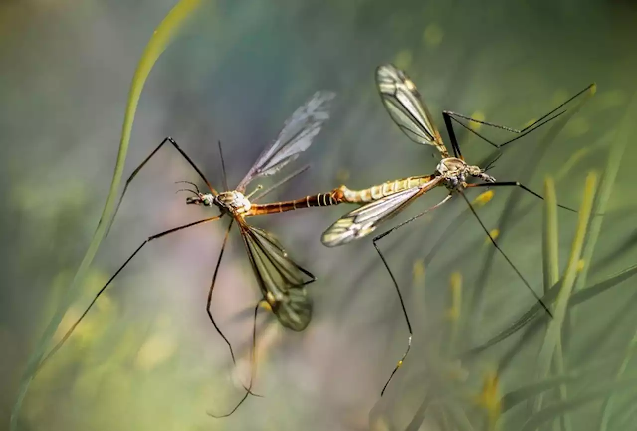 Le storie d’amore tra zanzare diventano un’arma contro la malaria - Scienza & Tecnica