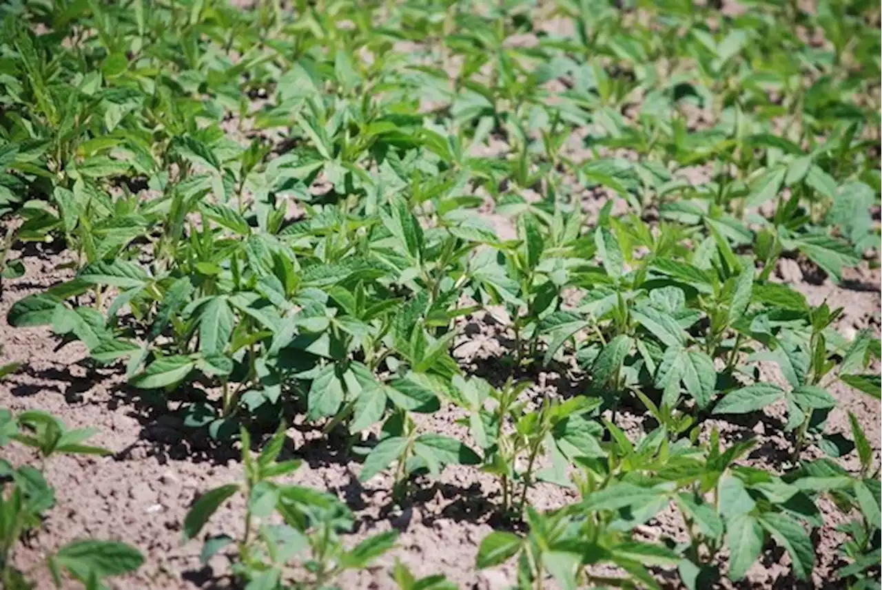 Es fehlt an Ölsaaten – Anmeldung noch möglich für Sonnenblumen, Soja und Raps - bauernzeitung.ch