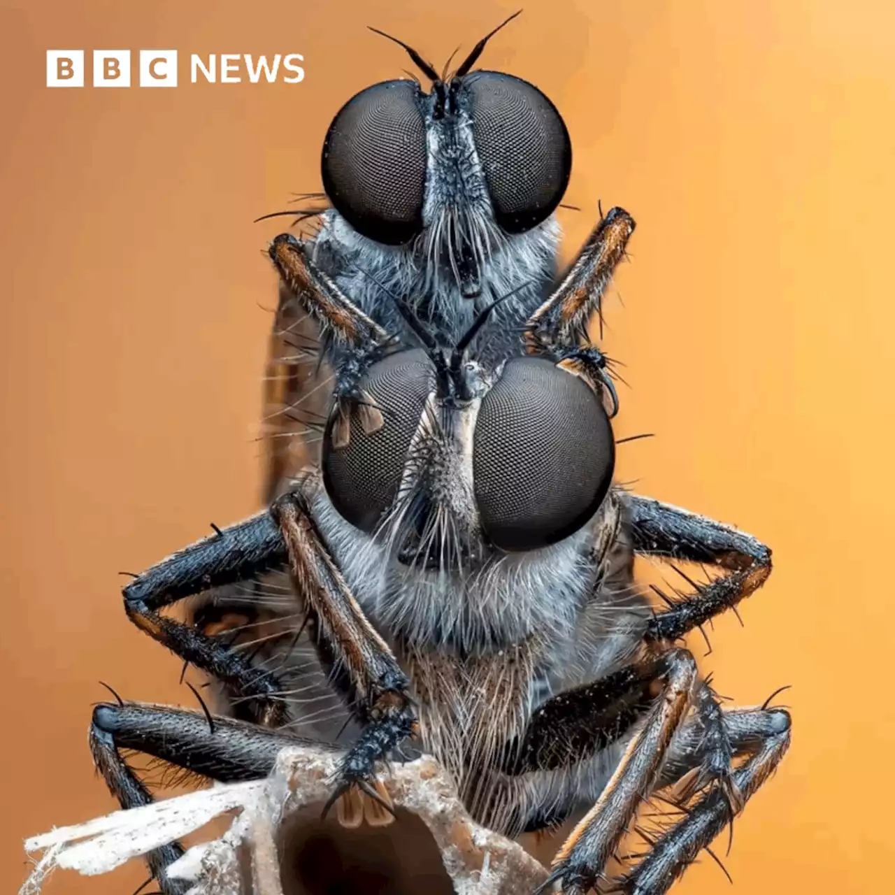 As incríveis imagens vencedoras de concurso de fotos de insetos - BBC News Brasil