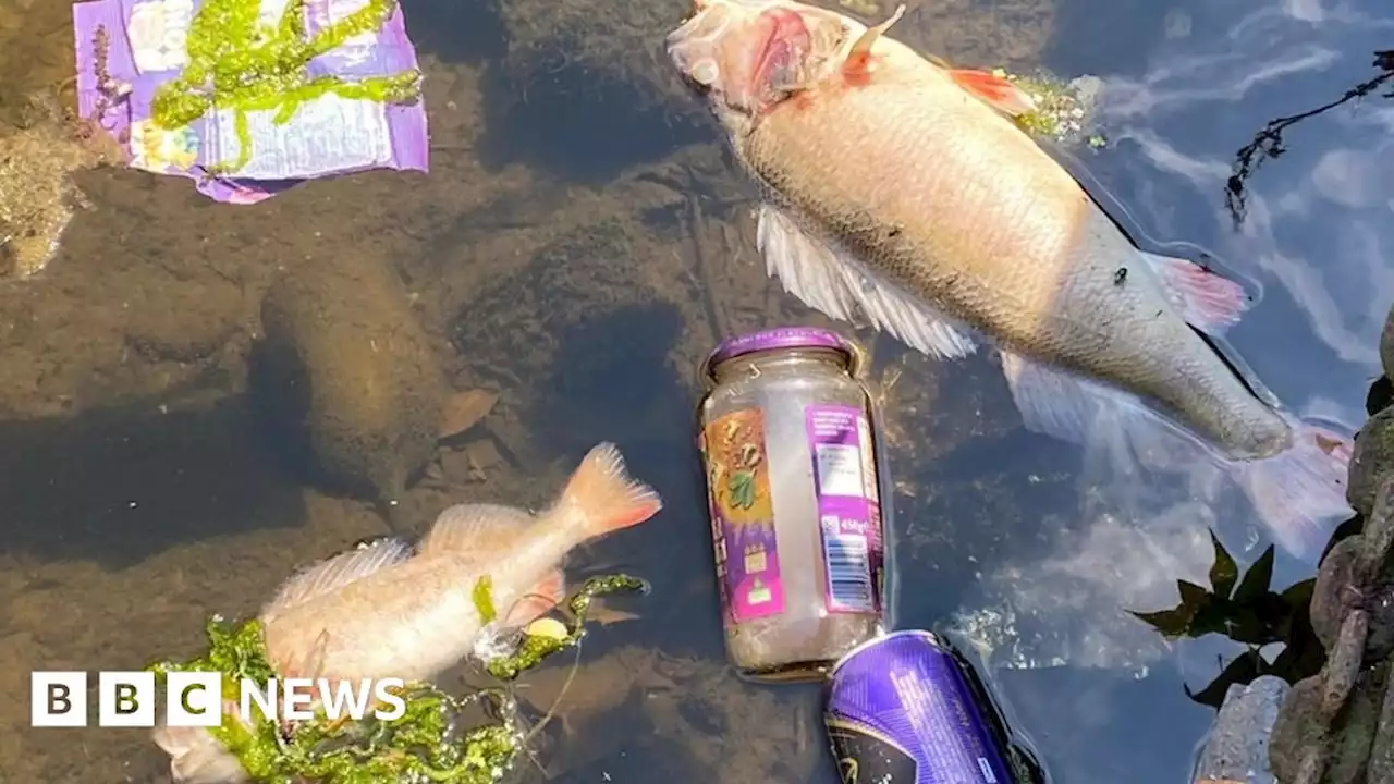 Thousands of fish suffocate in Leicester city centre river