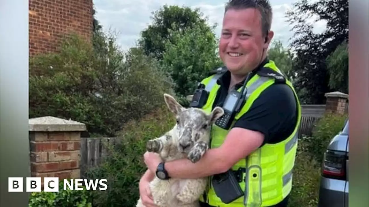 Runaway sheep rounded up by police in Baldock