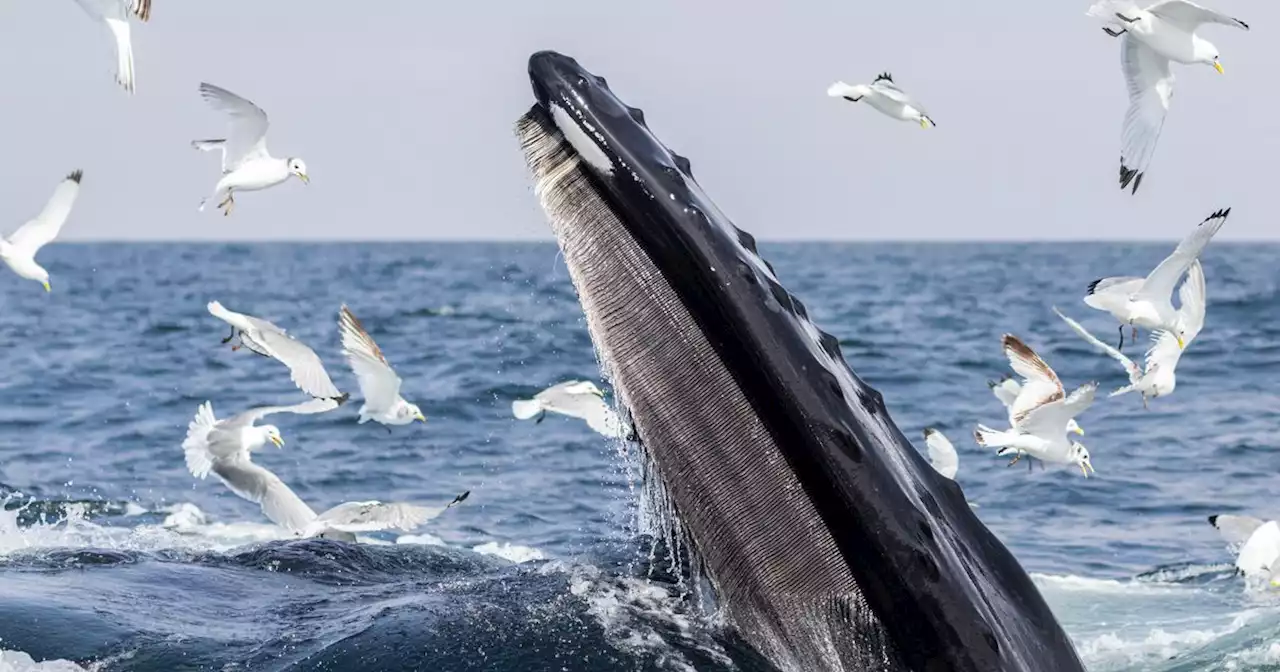 Belfast man's 'incredible' experience with humpback whale off the Irish coast