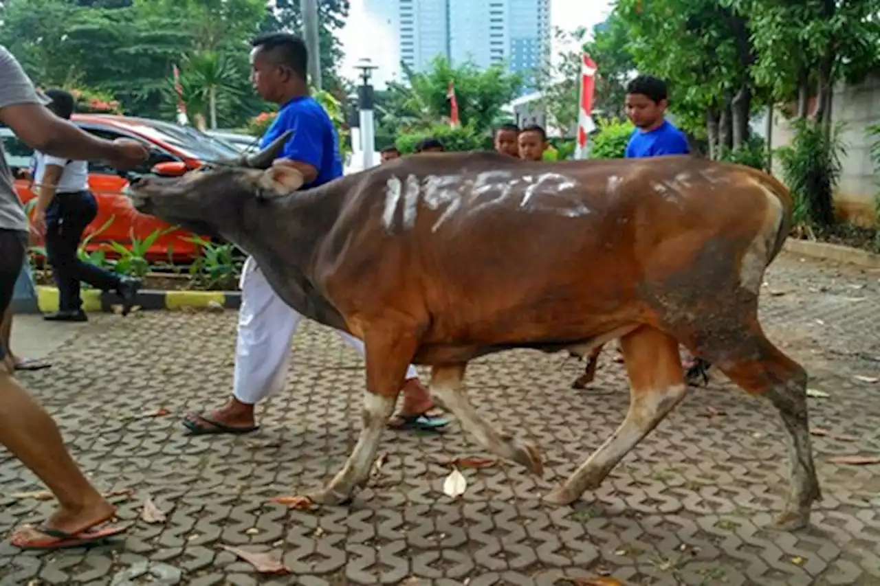 Perdebatan Ulama soal Potong Kuku dan Rambut saat Kurban, Boleh atau Tidak?