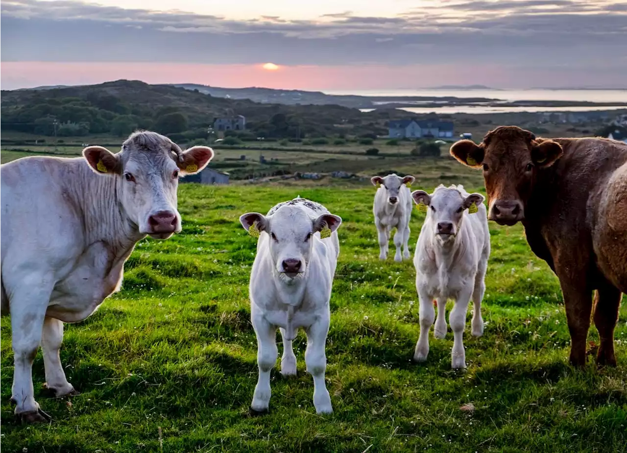 Irland will 200'000 Milchkühe töten lassen