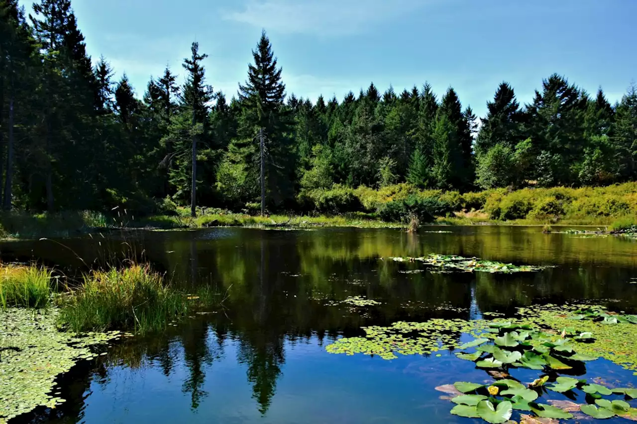 How a B.C. lake’s evolutionary superstar highlights biodiversity’s importance – and the threats against it