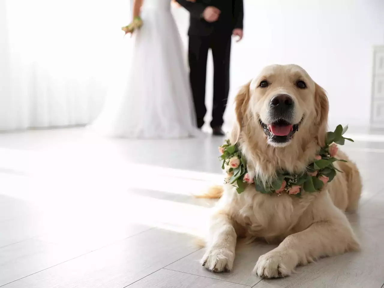 Canadian pets are becoming an increasing part of weddings: study