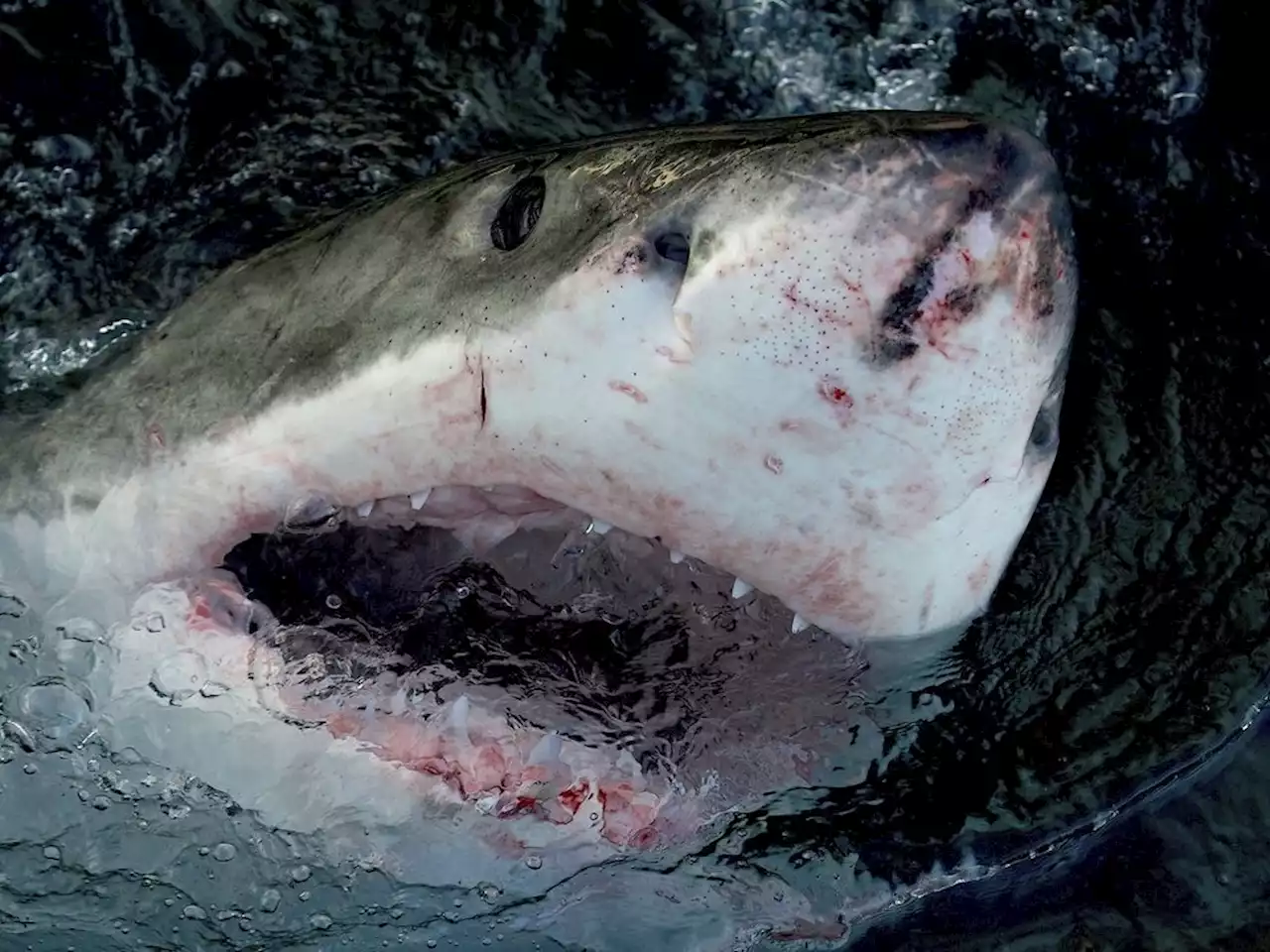 Great white sharks not big on eating humans, according to study