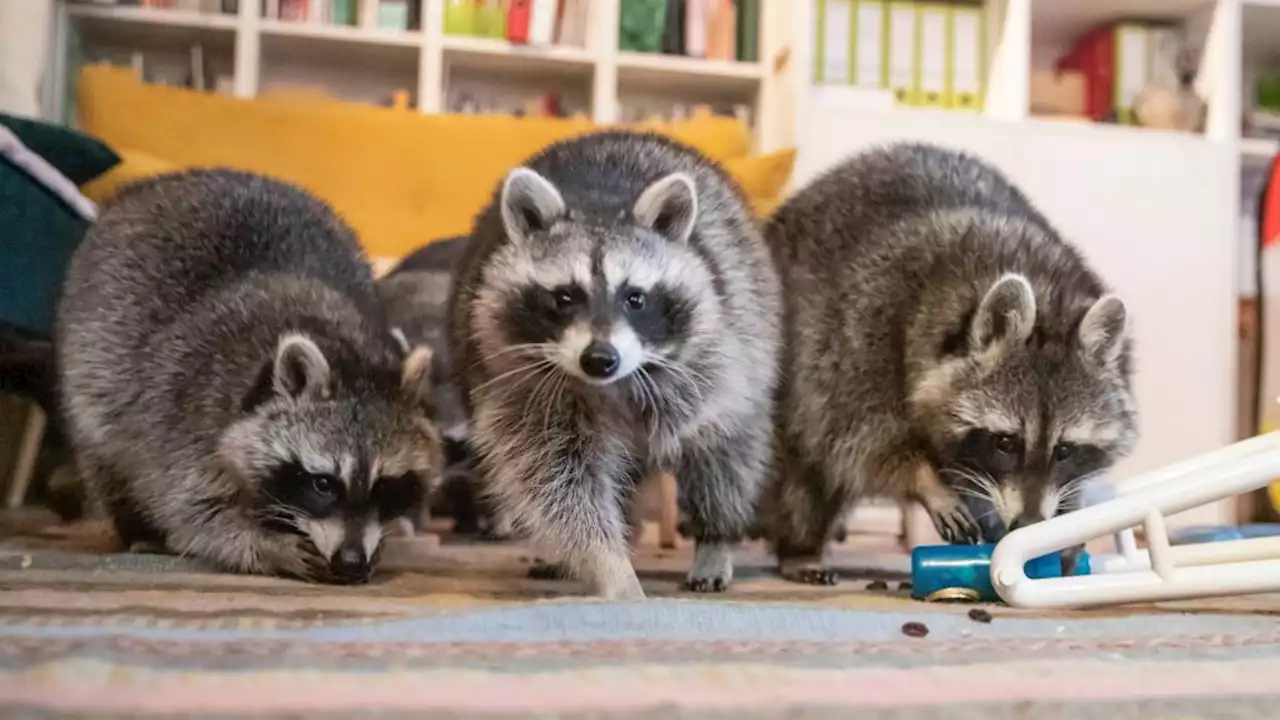 Waschbären-Projekt gewinnt Berliner Tierschutzpreis