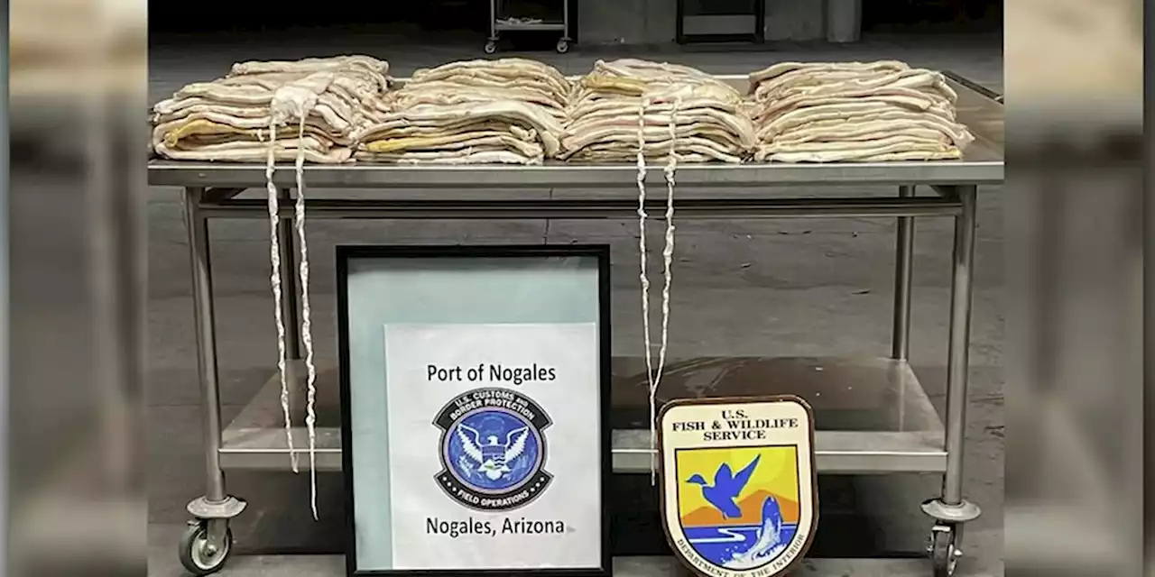 $2.7 million worth of swim bladders from endangered fish seized by US authorities