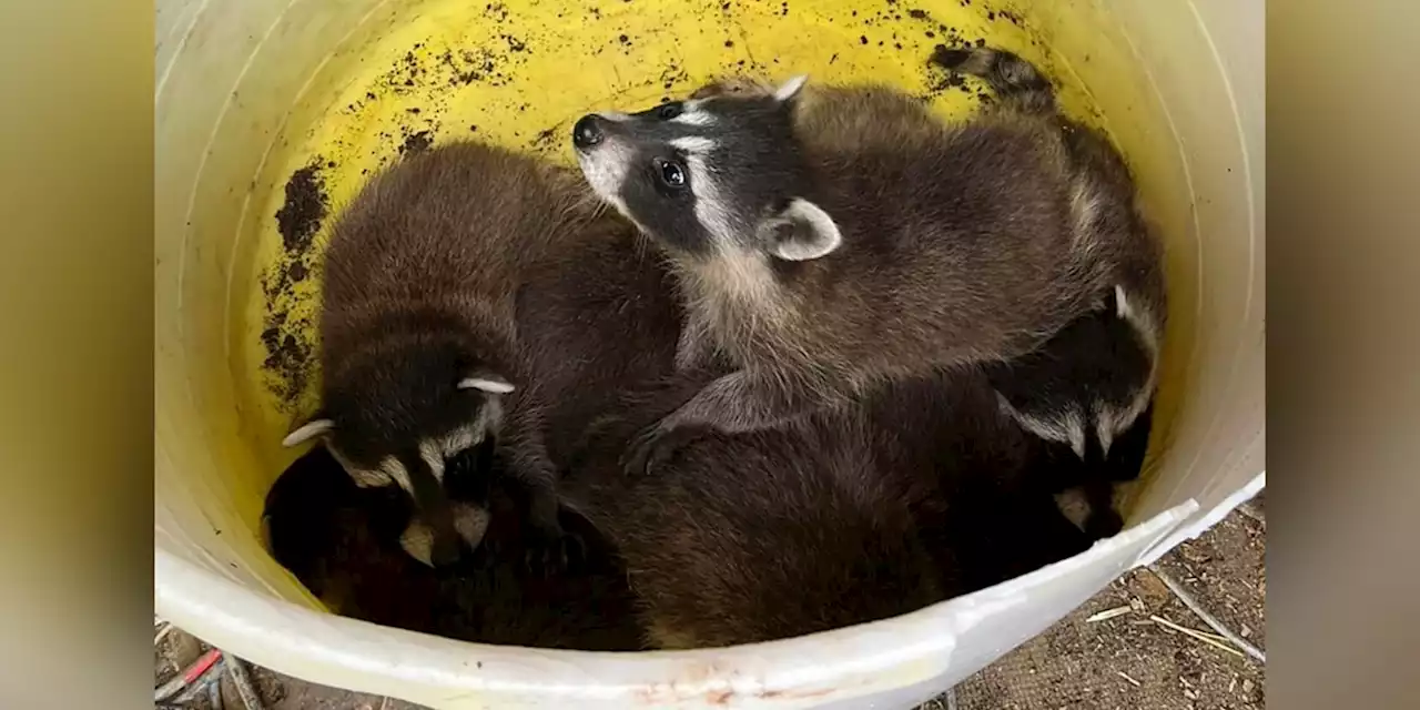 Demolition crew saves abandoned litter of baby raccoons