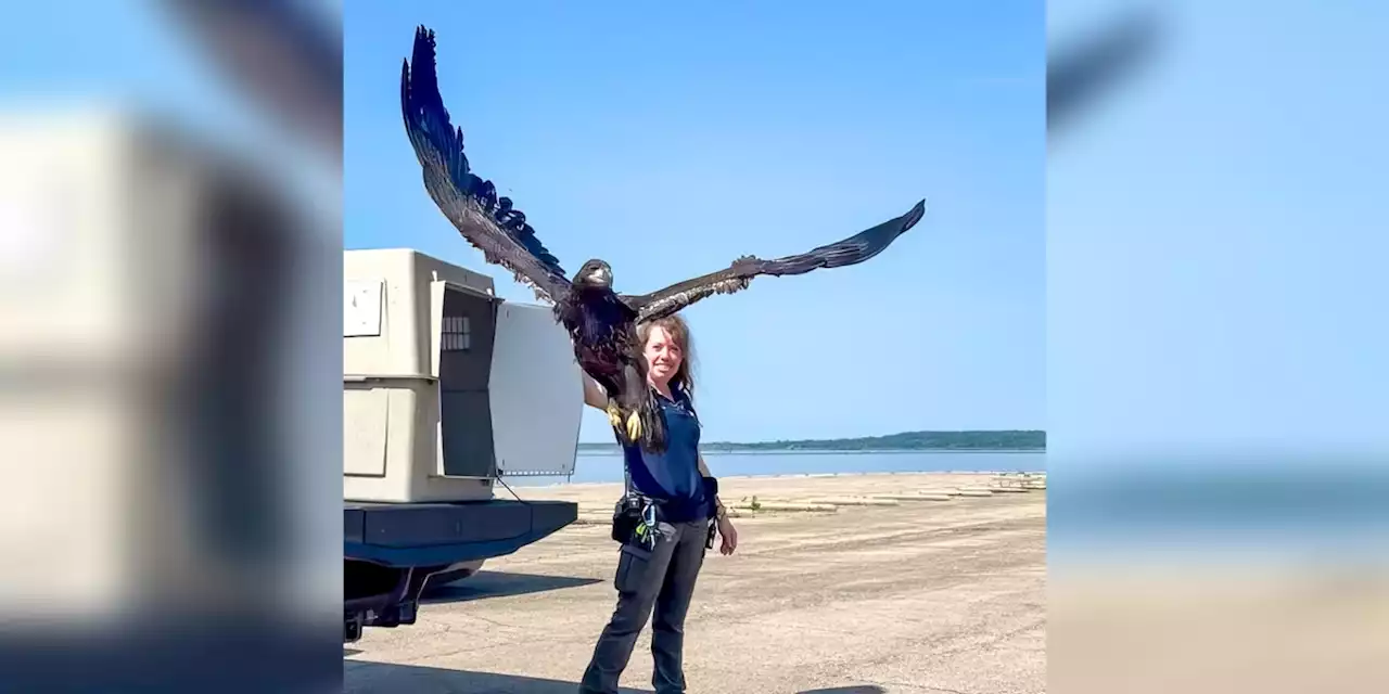 Young bald eagle successfully released back into wild after being hit by car