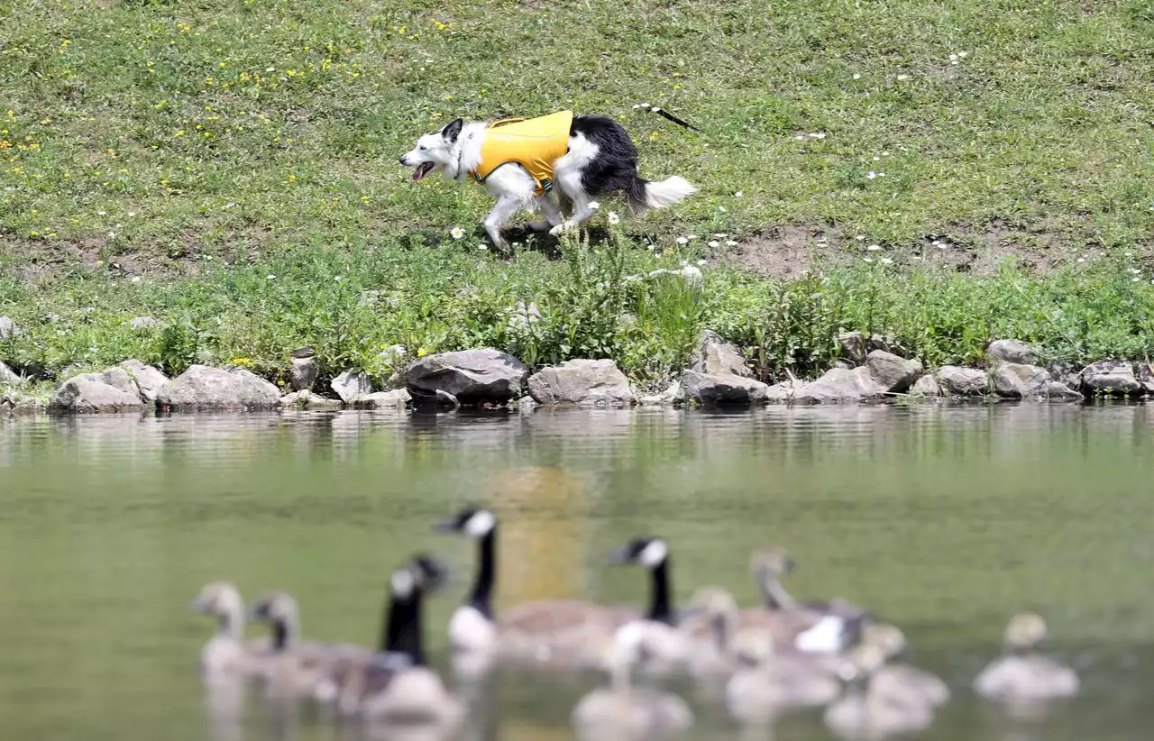 Dogs offer humane way to move nuisance Canada geese: But where do they go?