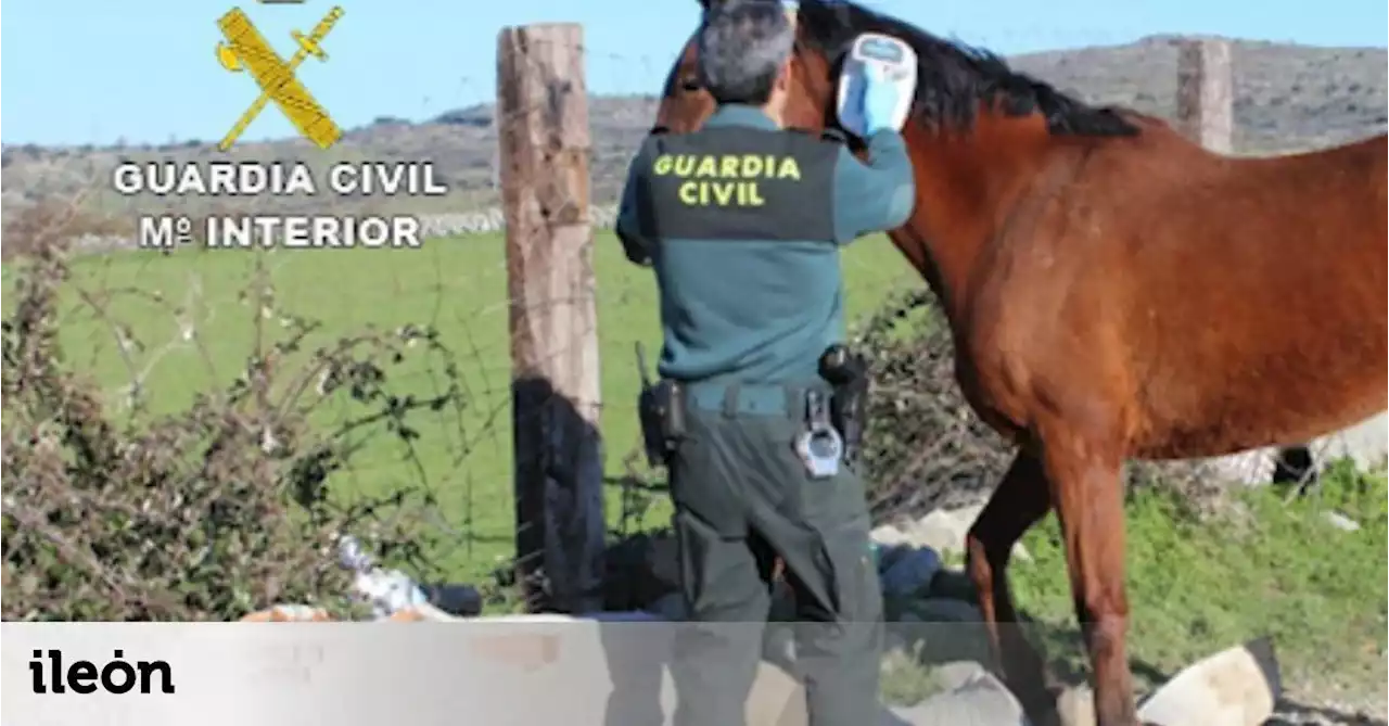 La Audiencia Nacional juzga una trama que exportó a Europa carne de caballos enfermos y muertos desde León