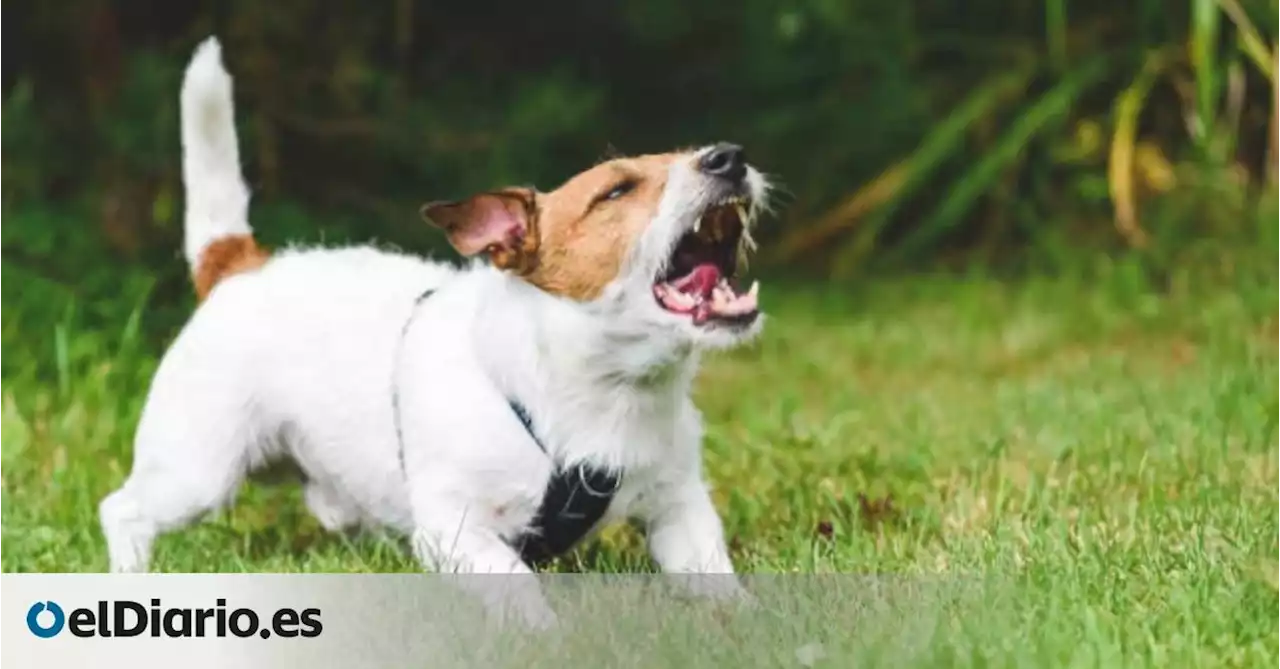 Por qué mi perro ladra sin parar y qué puedo hacer para que se calme