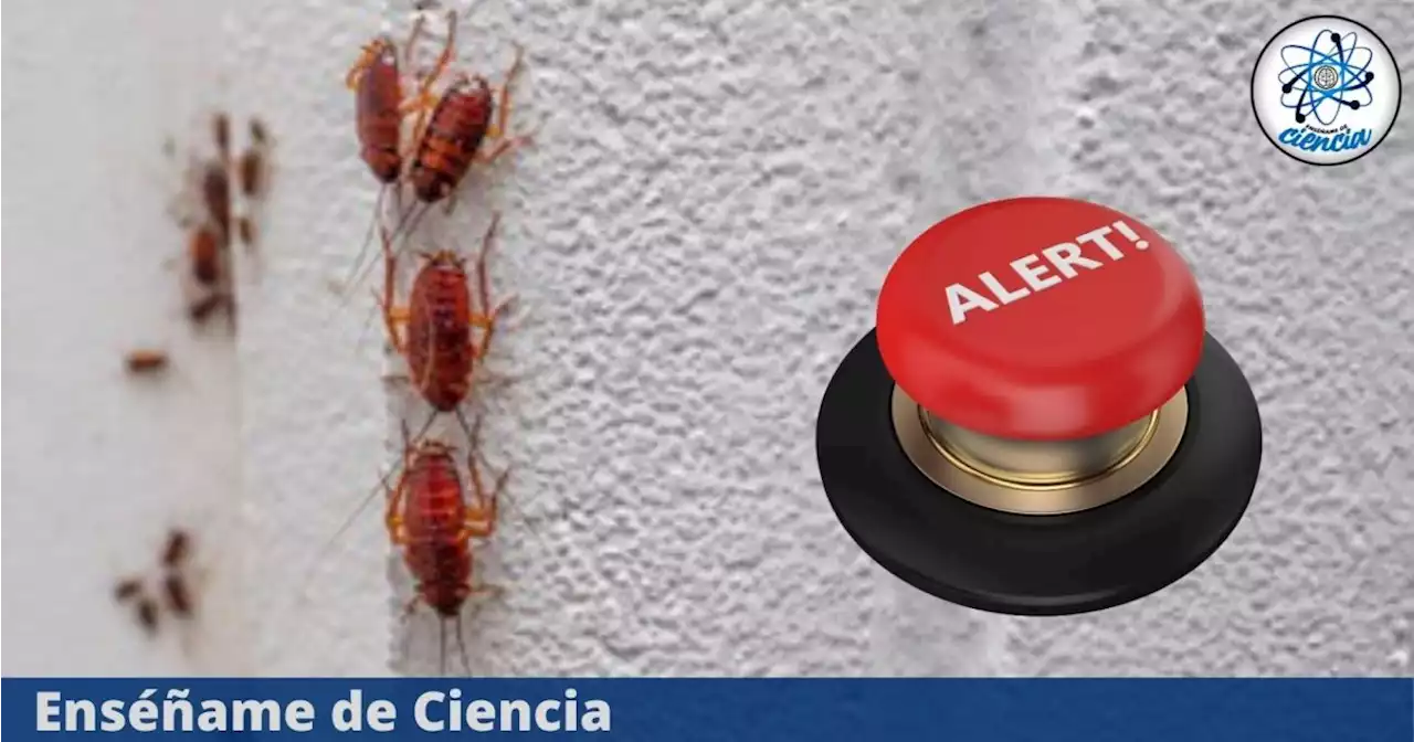 La razón por la que debes preocuparte si ves a una cucaracha en la pared