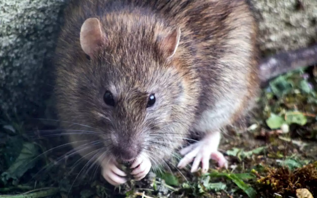 CoJ initiative helping to eradicate rat infestation in Alexandra