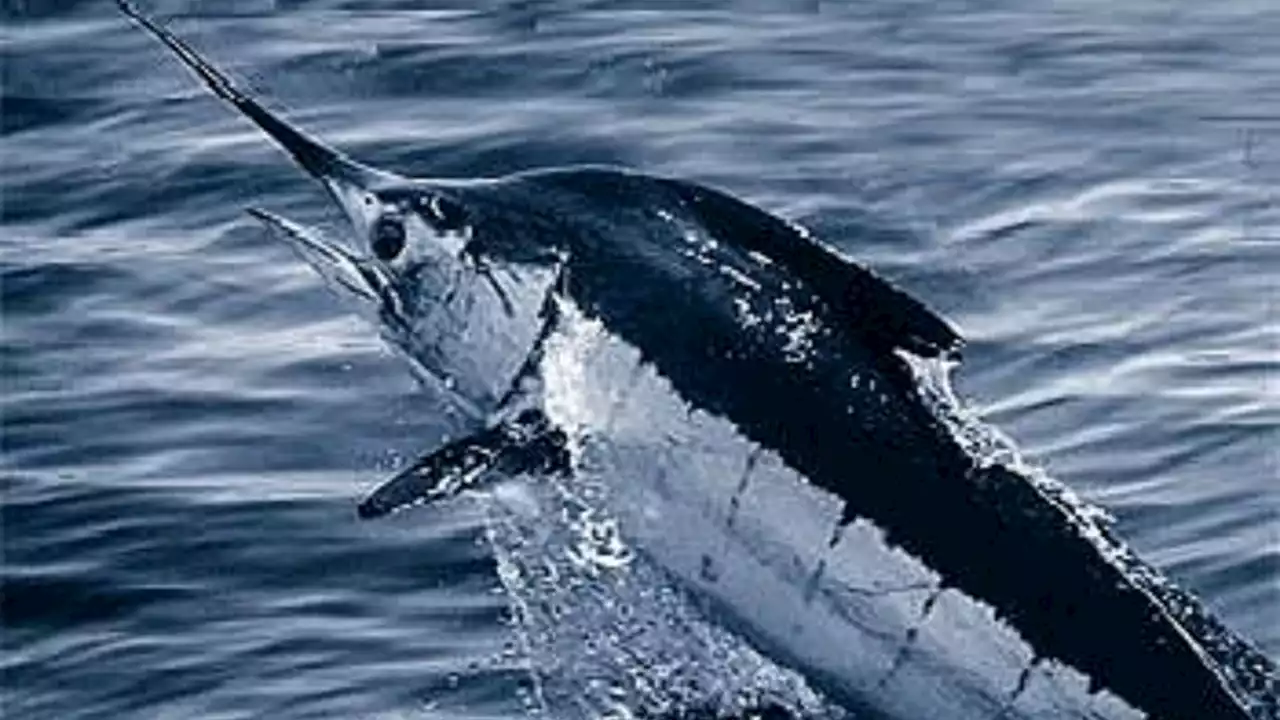 North Carolina blue marlin fishing tournament ends in controversy after 619-pound catch is disqualified