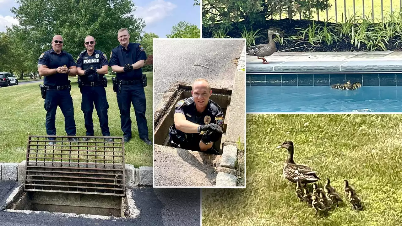 Pennsylvania police rescue 6 ducklings from storm drain