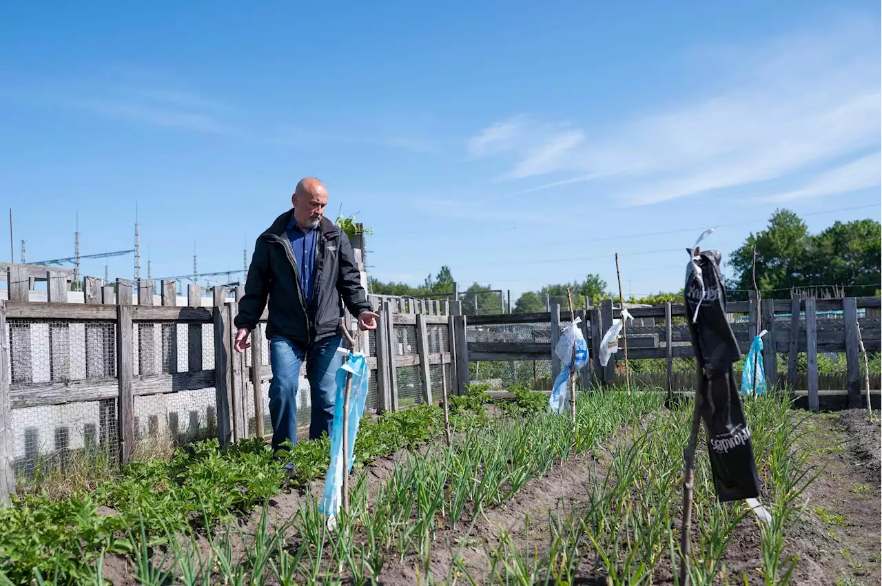 Gojko för en ojämn kamp i odlingslotten – råttor kniper det som växer upp