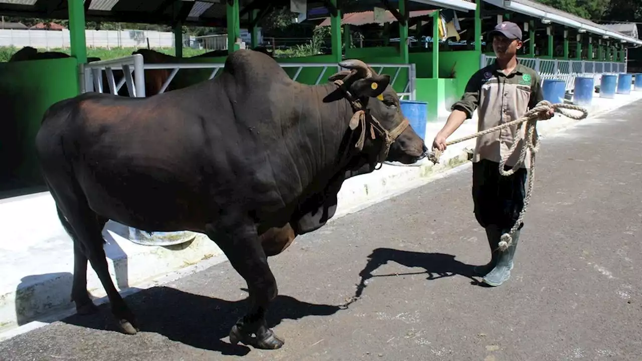 Inseminasi Buatan, Teknologi Meningkatkan Kualitas Sapi Nasional