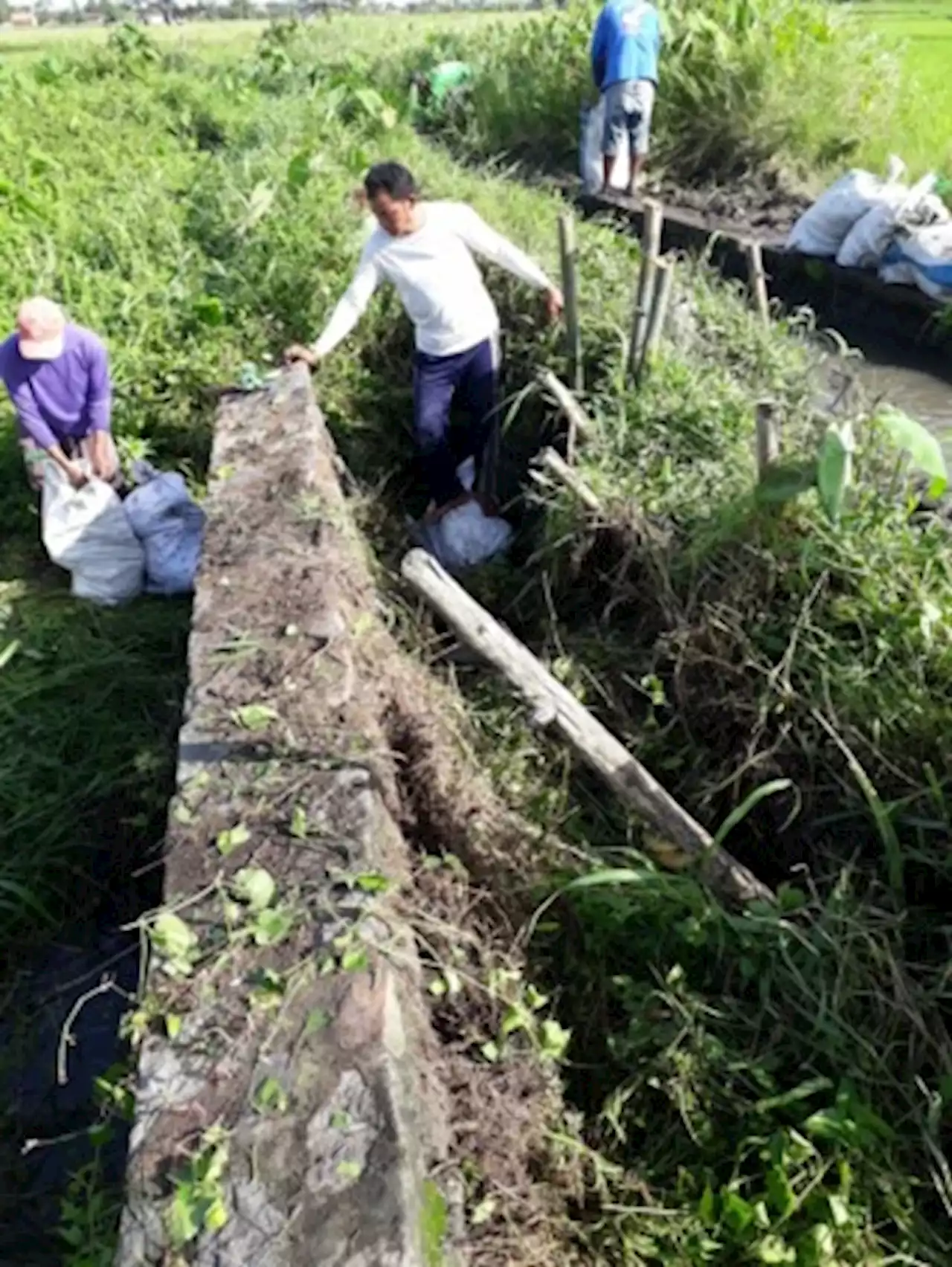 Musim Kemarau, Dispertan Boyolali: Petani Wilayah Utara Jangan Nekat Tanam Padi