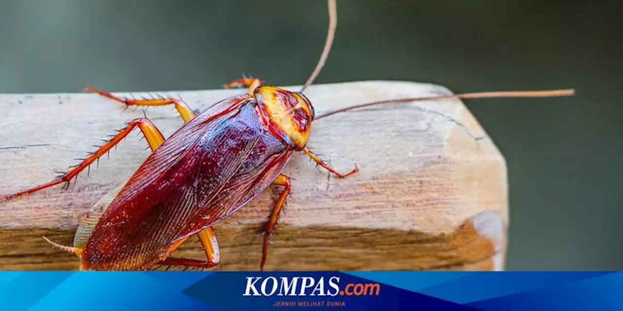 5 Cara Menjaga Rumah agar Bebas Kecoak, Pakai Sabun hingga Mentimun