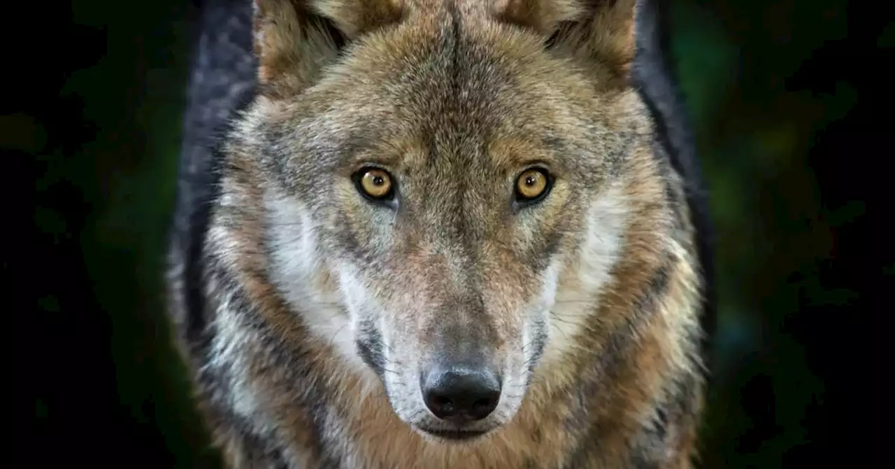 Wölfe: Tierschützer zeigen jetzt Landwirte an, die Schafe weiden lassen