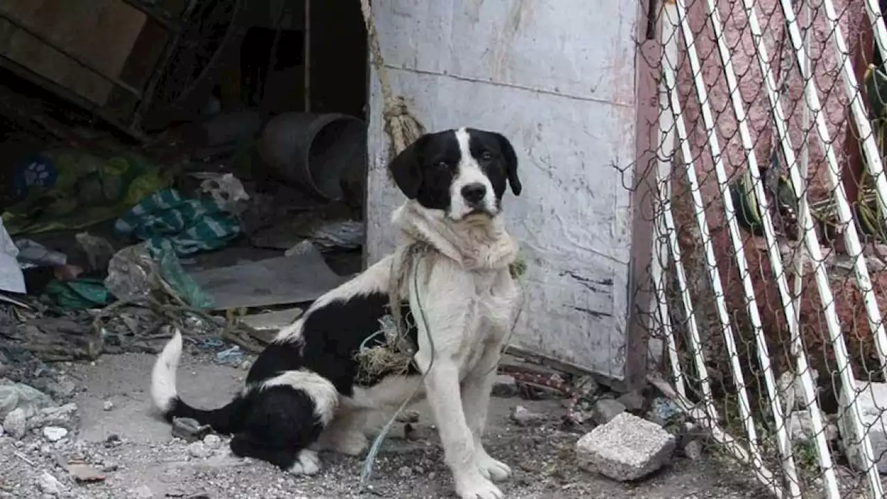 El 70% de las mascotas mexicanas sufren algún tipo de maltrato