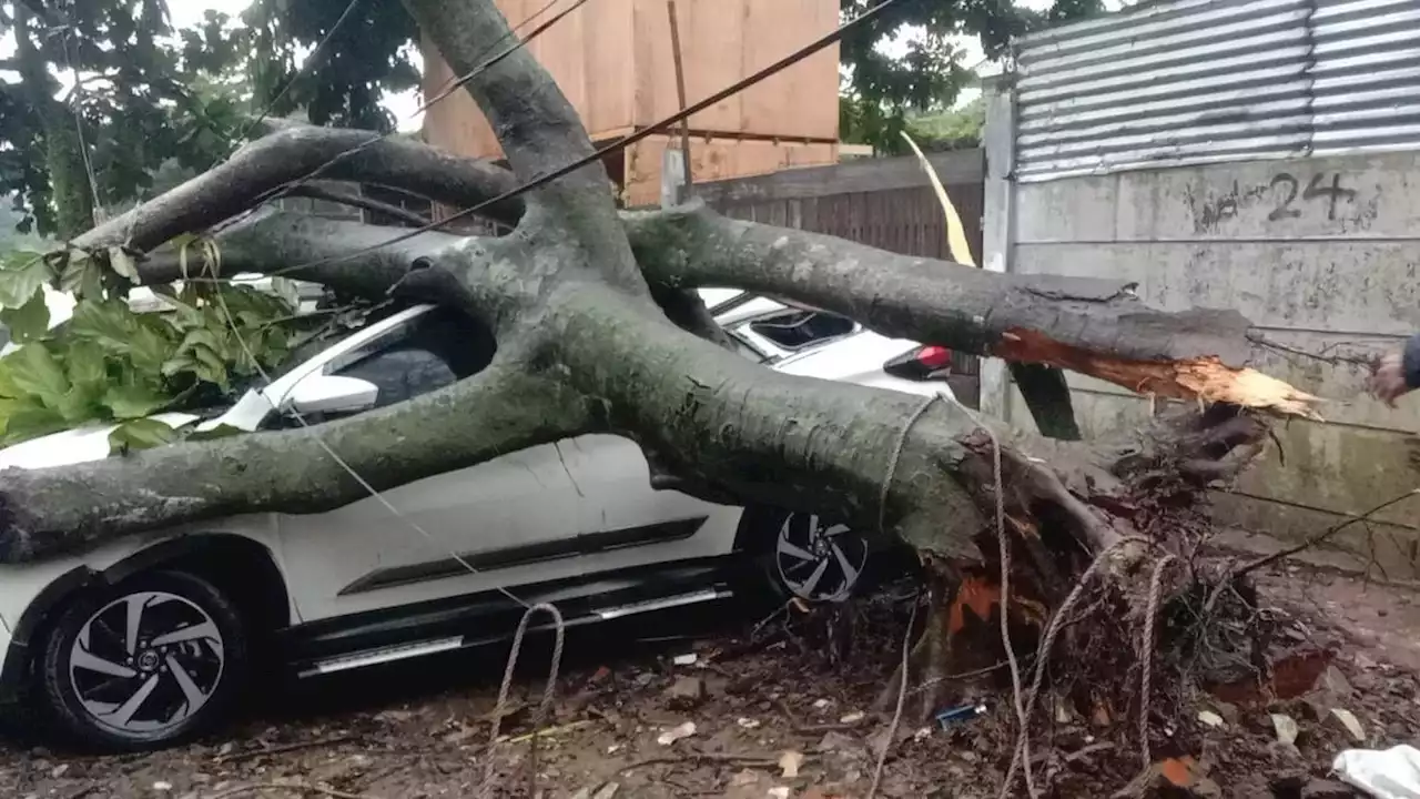 Bogor Dilanda Hujan Badai, Tujuh Mobil Rusak Tertimpa Pohon Tumbang