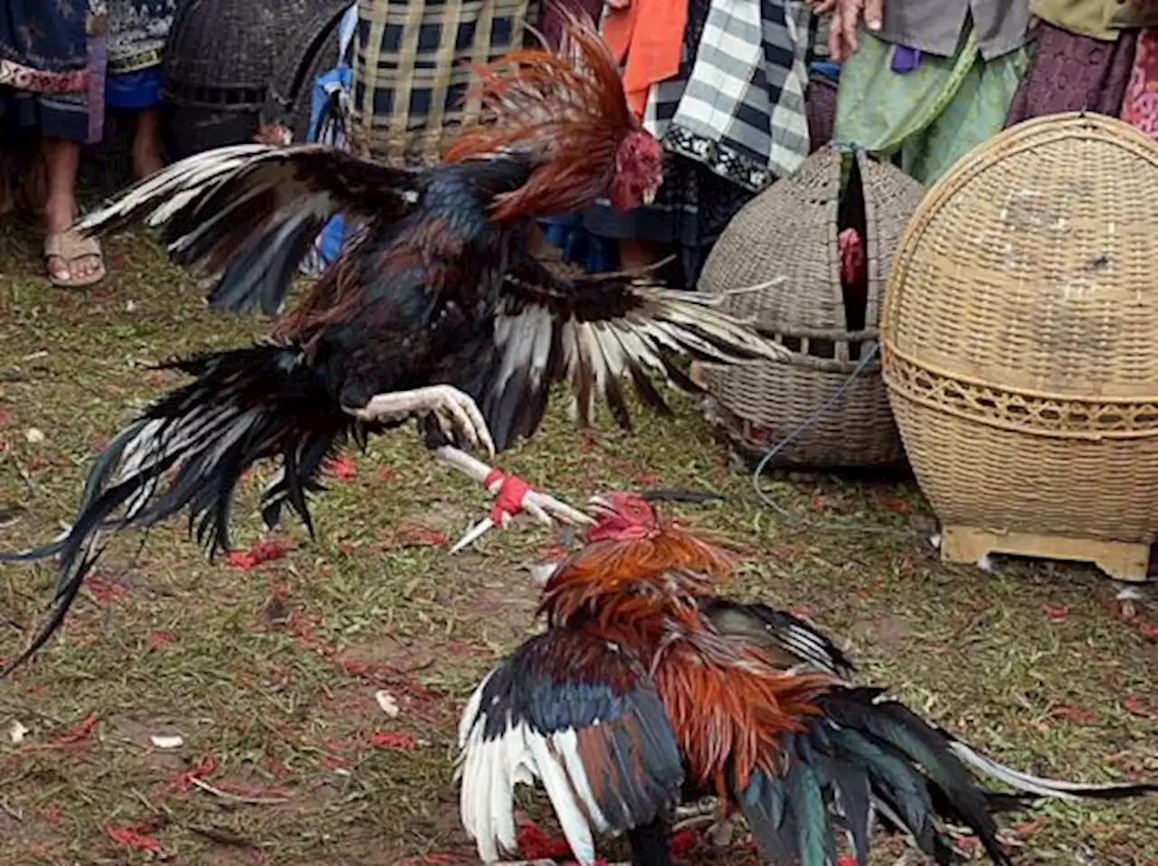 Polisi Gerebek Rumah Tempat Judi Sabung Ayam di Ciamis