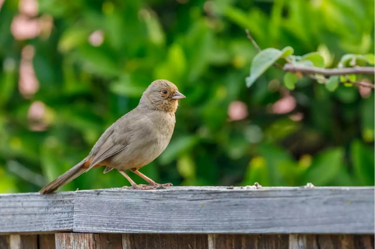 Why look at birds? They bring happiness